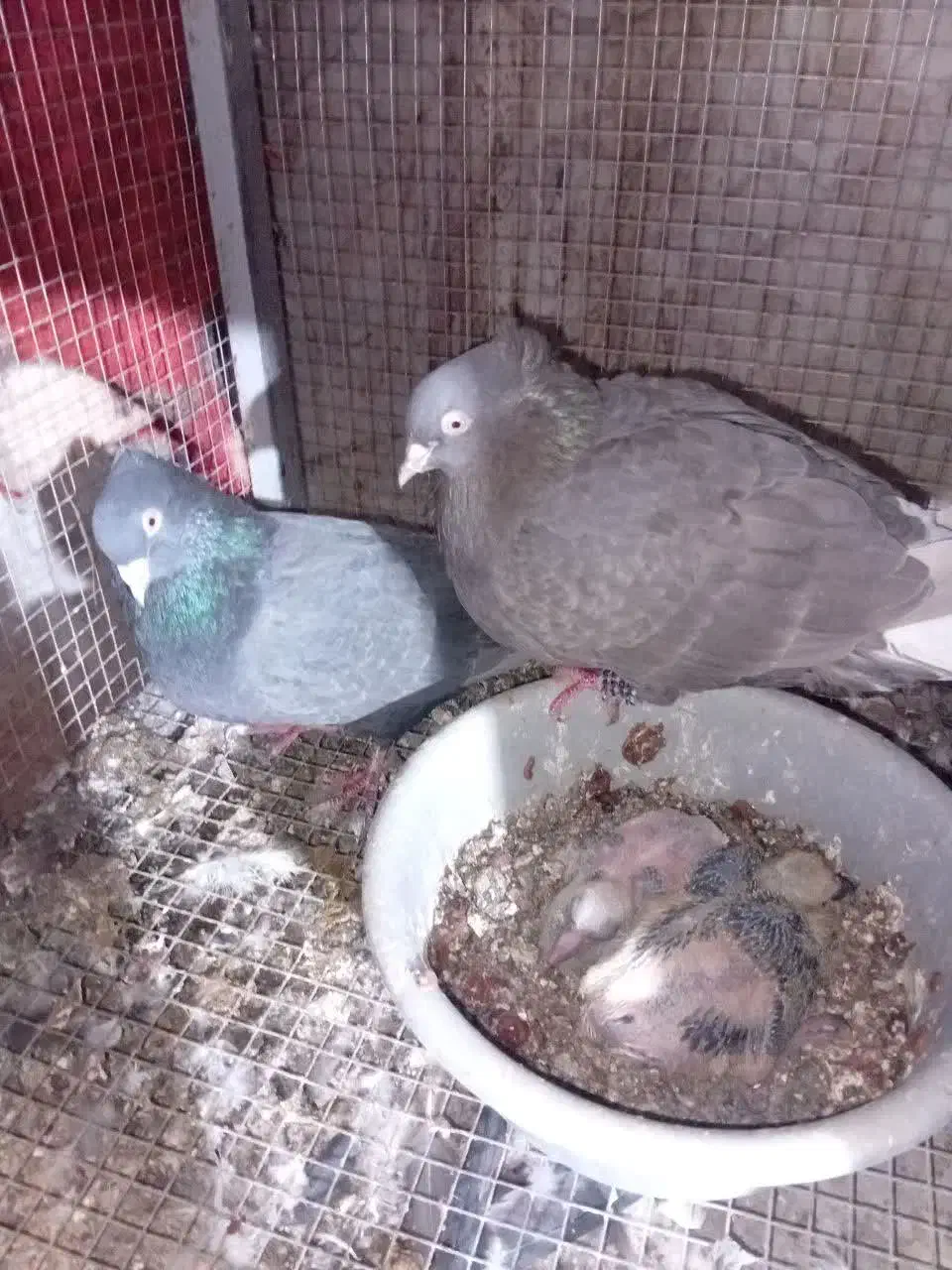 کبوتر آلمانی سینه سیاه طوقی و سرخ|پرنده|مشهد, عبادی|دیوار