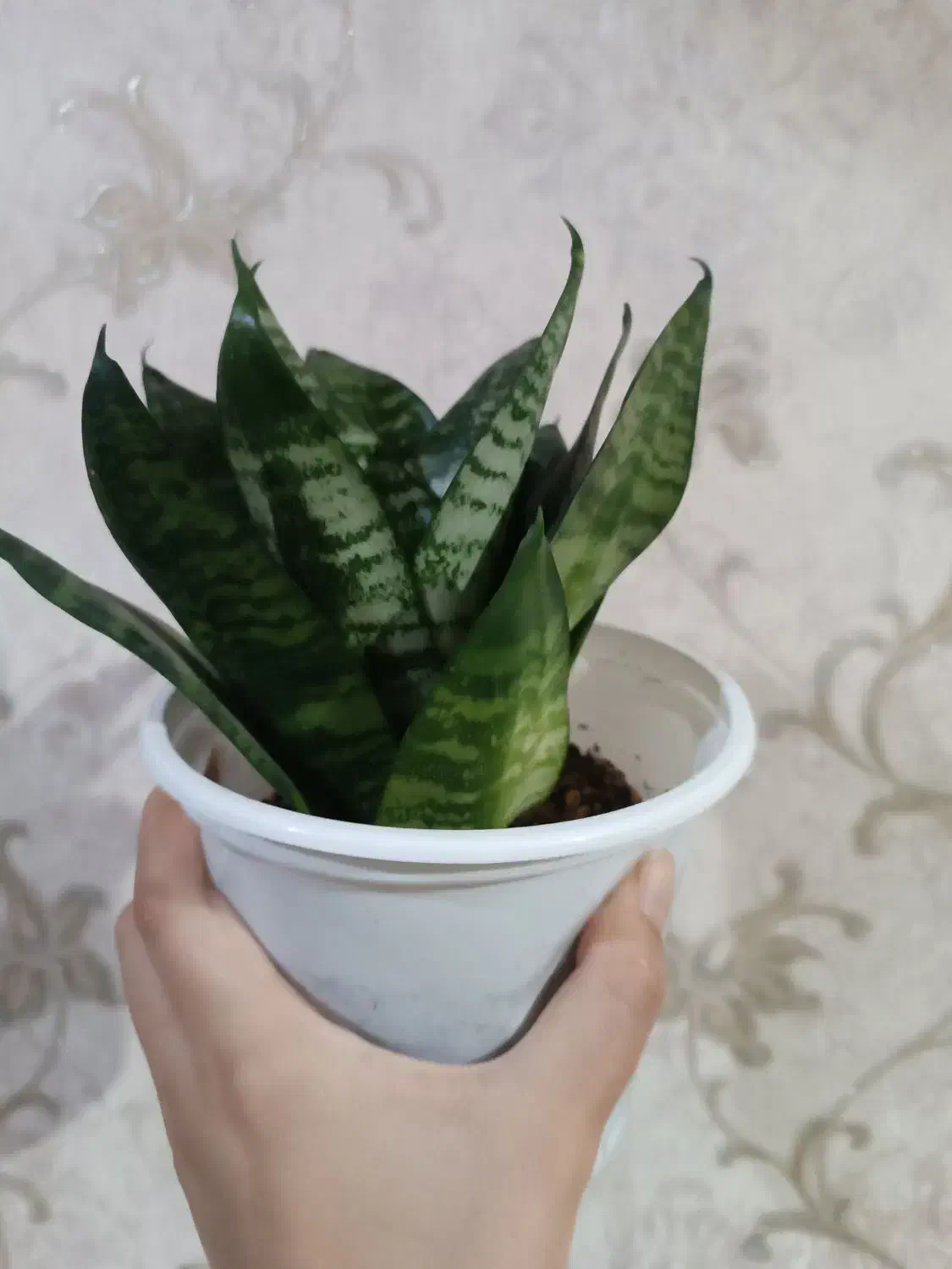 گل سانسوریا|گل و گیاه طبیعی|شاهرود, |دیوار