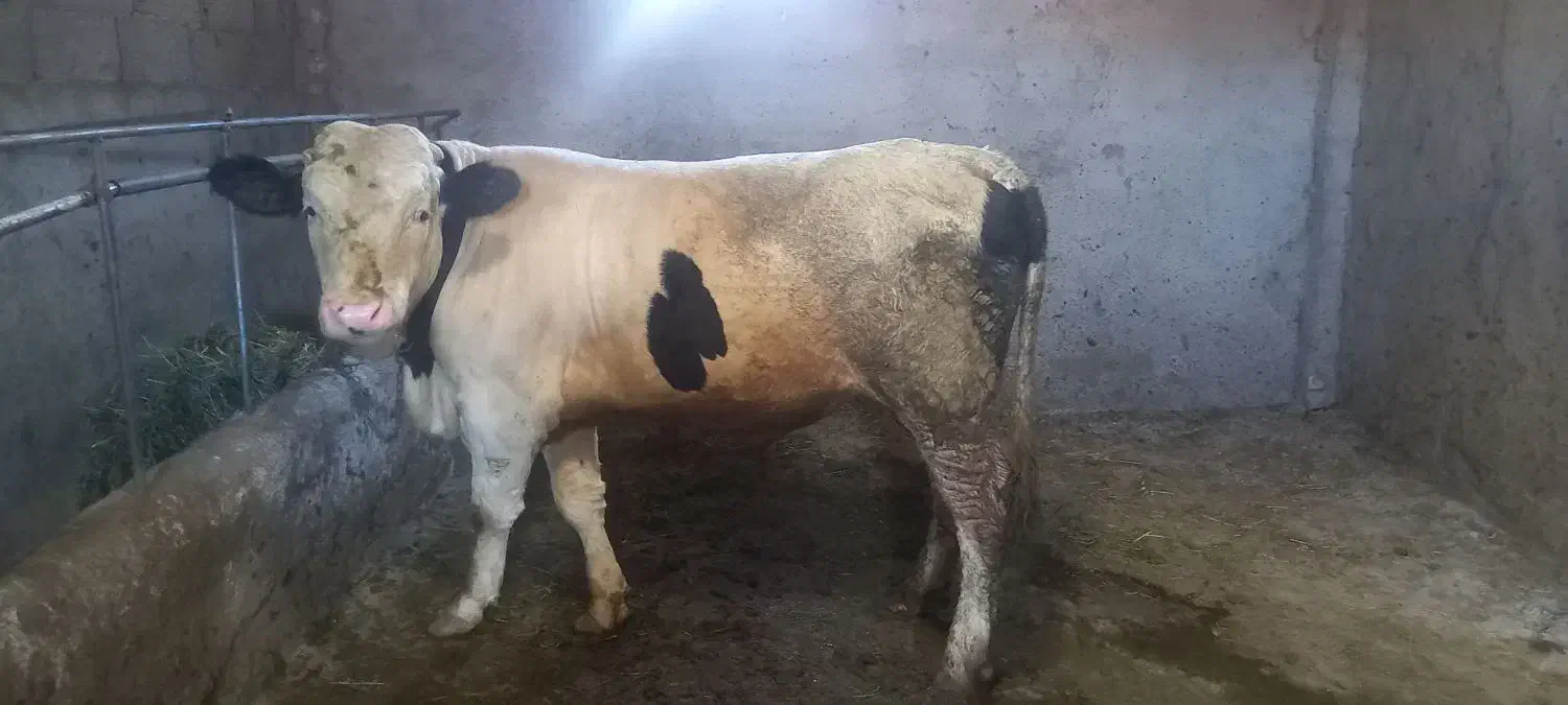 گوساله سیمینتال|حیوانات مزرعه|زنجانرود, |دیوار