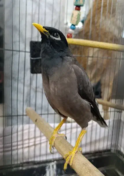 مرغ مینا|پرنده|کرج, شاهینویلا|دیوار