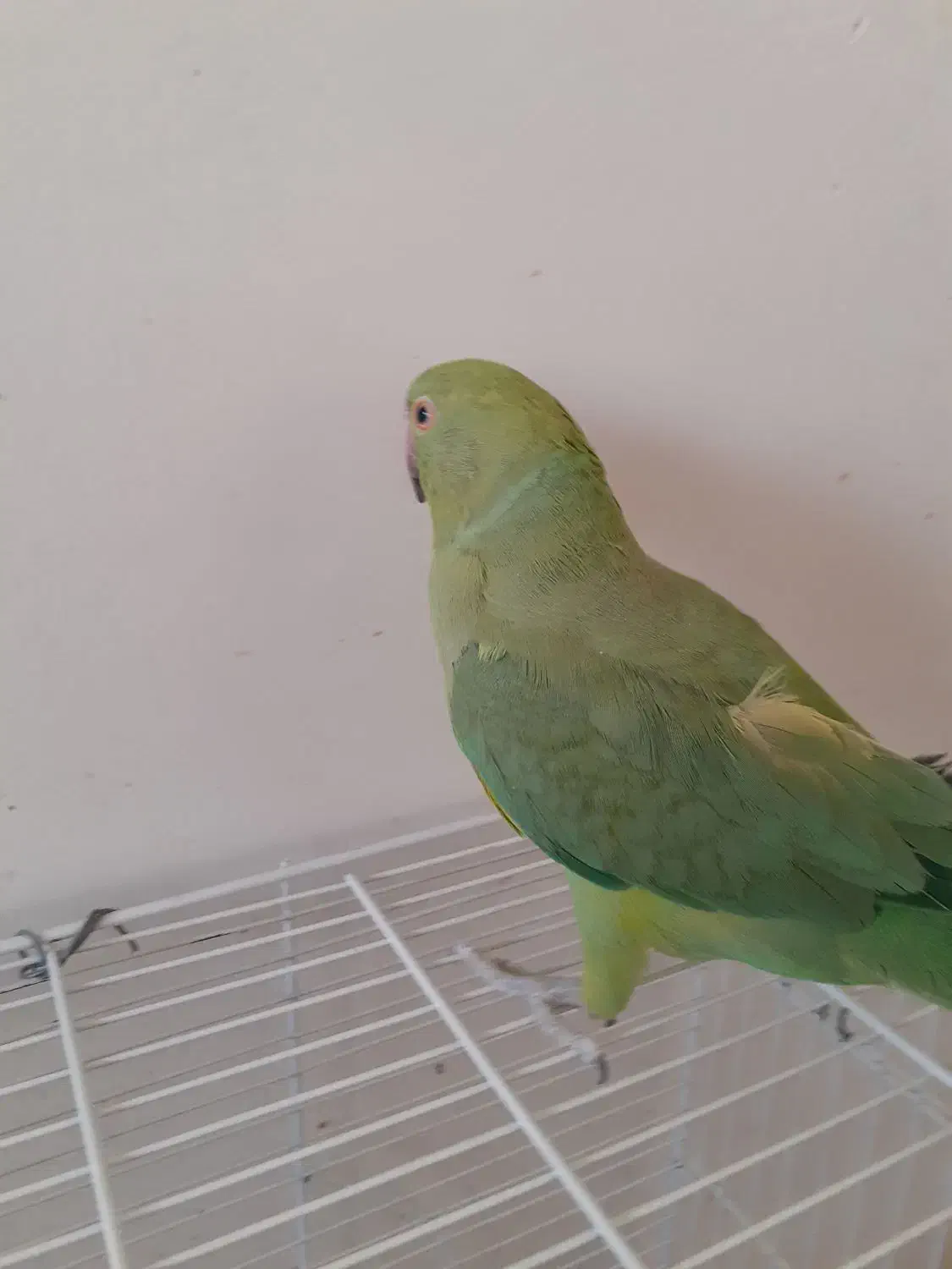 طوطی ملنگو نر|پرنده|هشتگرد, شهرک المهدی|دیوار