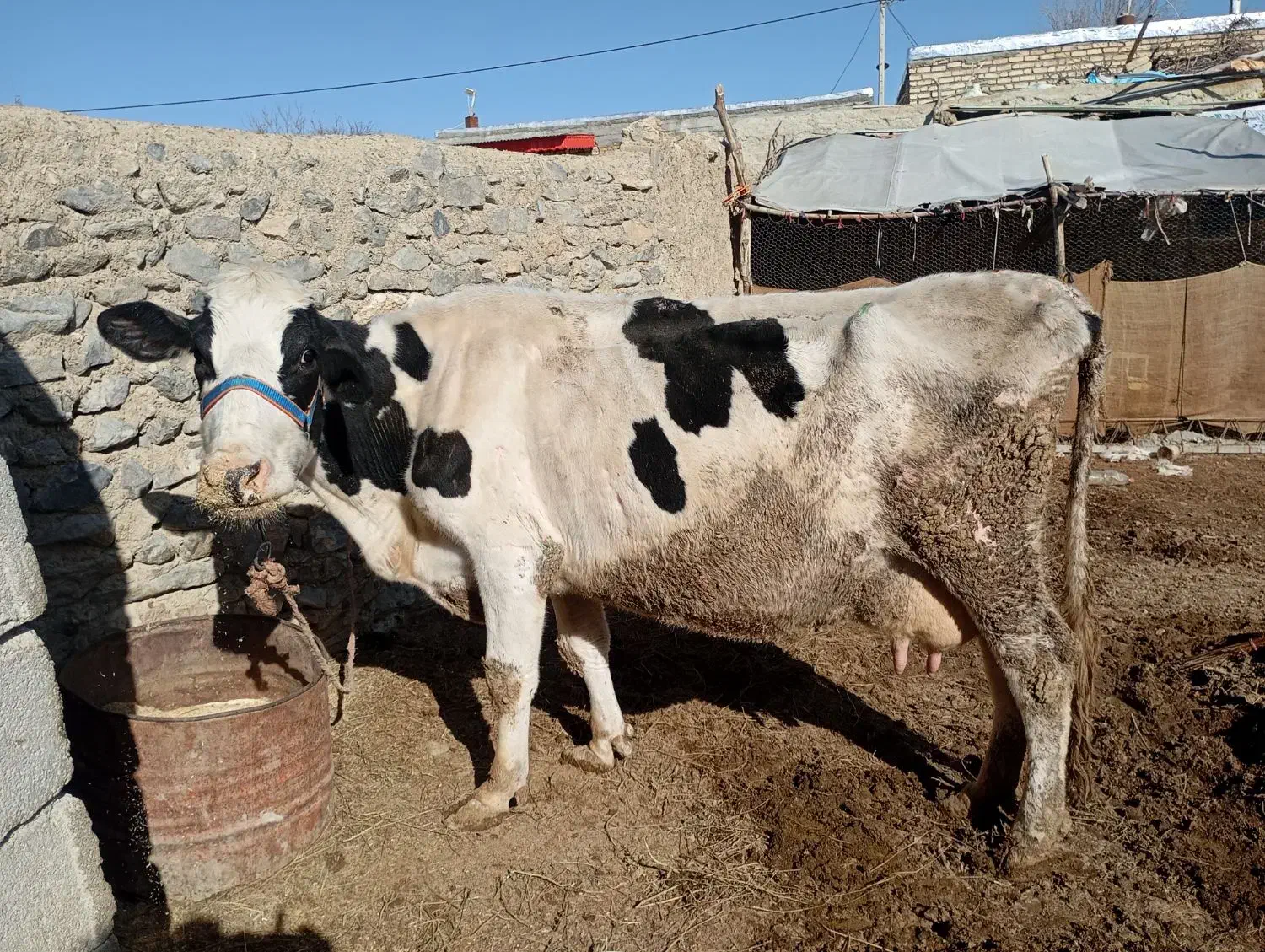 155000000|حیوانات مزرعه|آشخانه, |دیوار