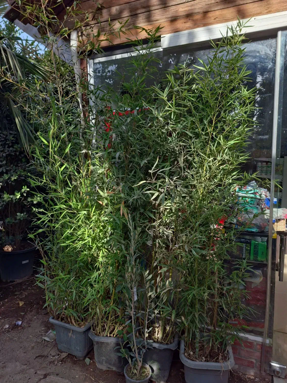 گیاه نی خیزران|گل و گیاه طبیعی|تهران, عباسآباد|دیوار