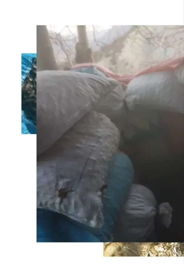 بلوط|عمدهفروشی|یاسوج, |دیوار