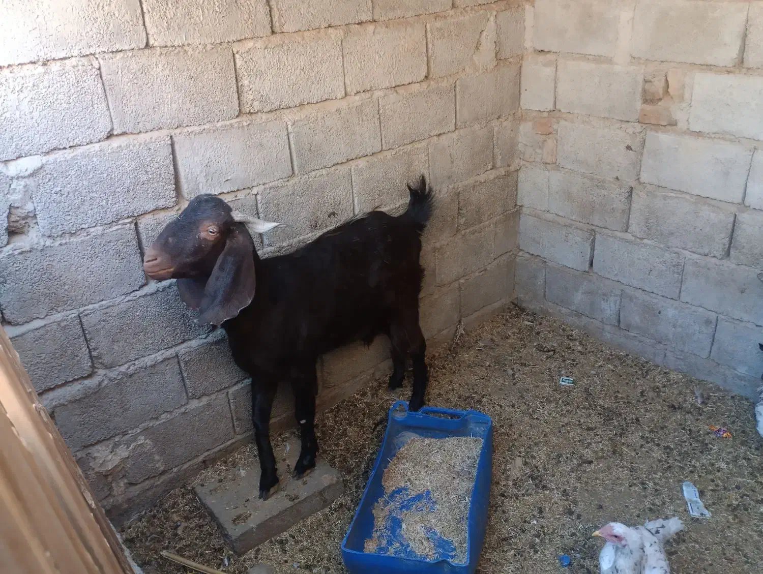 بز مری|حیوانات مزرعه|سراوان, |دیوار