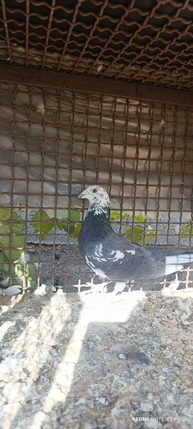 زاغ بوره نر ب شرط|پرنده|شوشتر, |دیوار