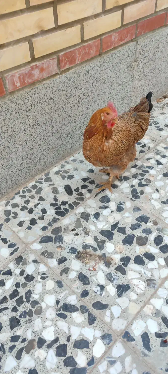 مرغ وخروس|حیوانات مزرعه|خمینیشهر, |دیوار