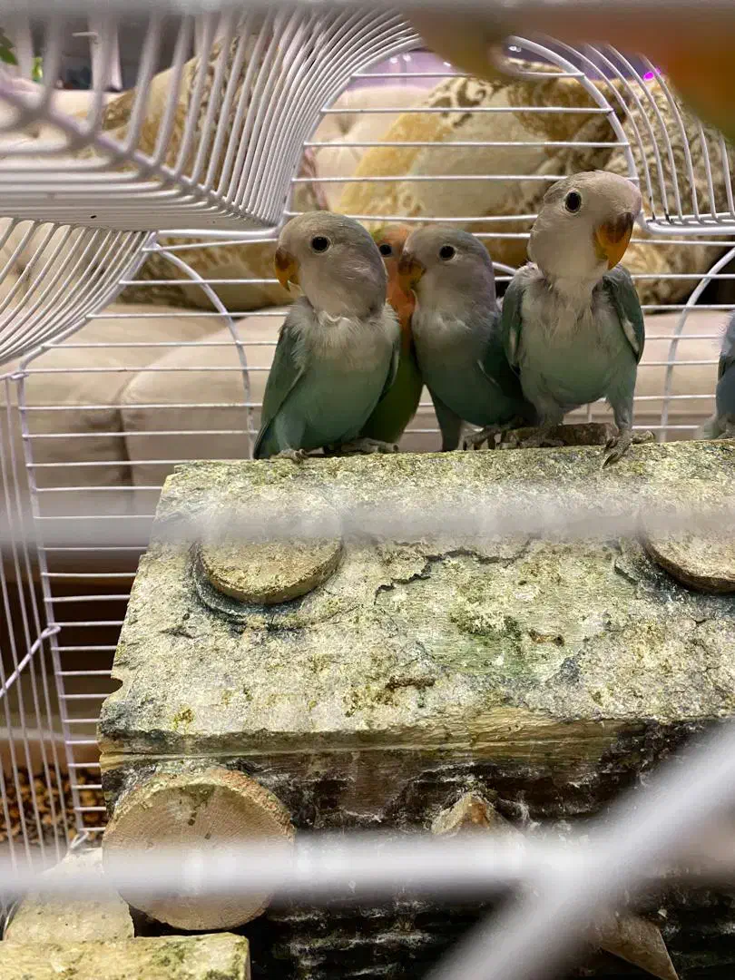 طوطی برزیلی|پرنده|تهران, ایوانک|دیوار