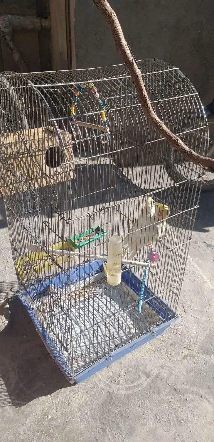 عروس هلندی لوتینو|پرنده|کبودرآهنگ, |دیوار