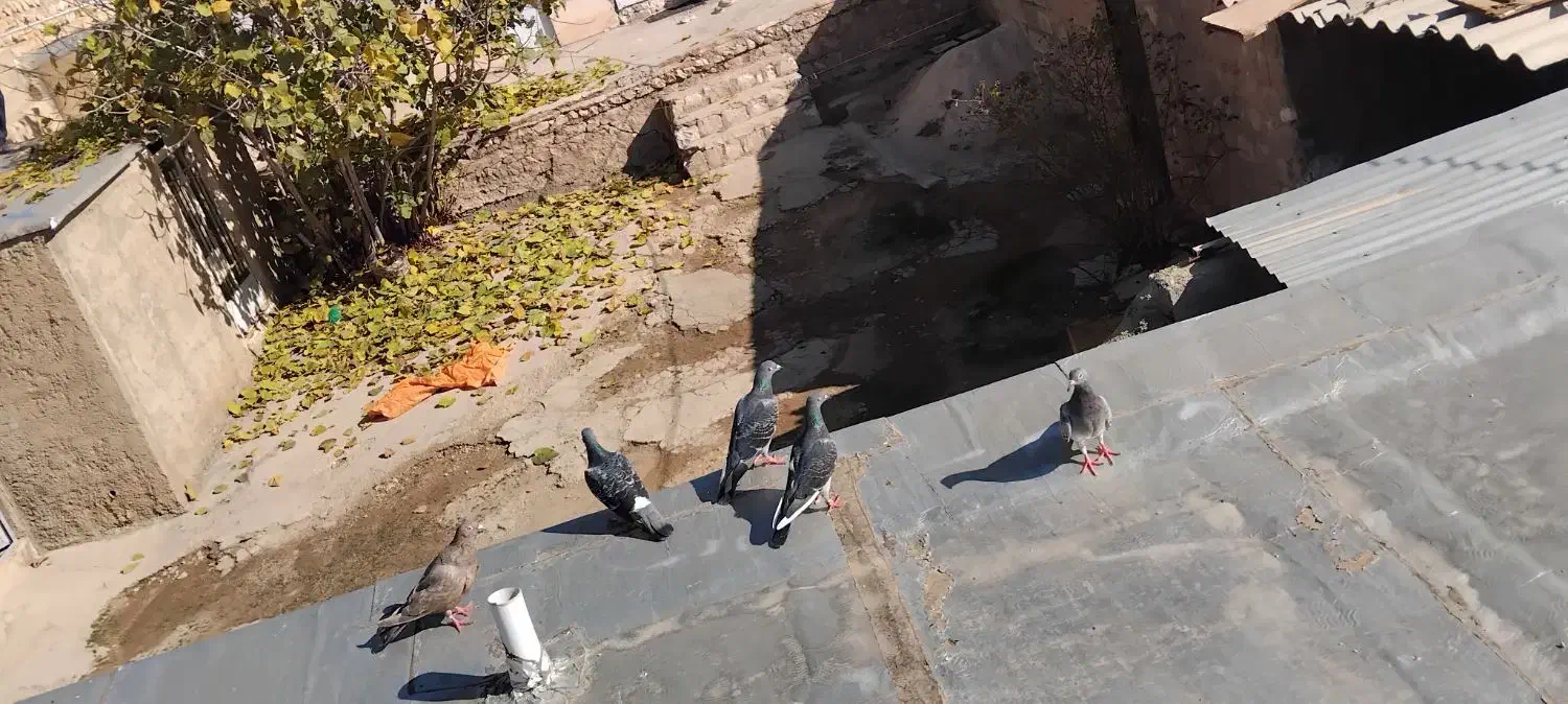 کبوتر سبز و پلاکی|پرنده|شباب, |دیوار