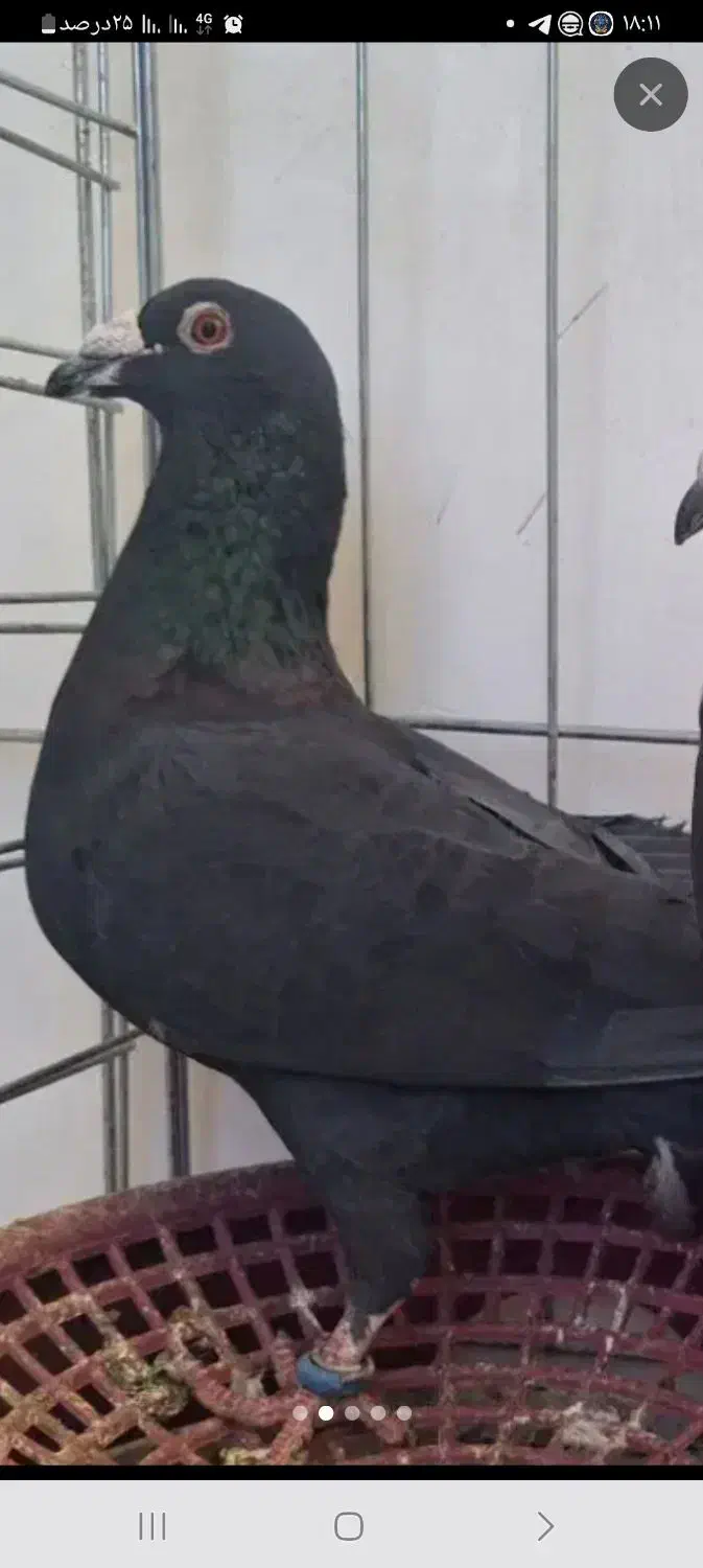 گمشده محدوده شفق درچه|حیوانات|فلاورجان, |دیوار