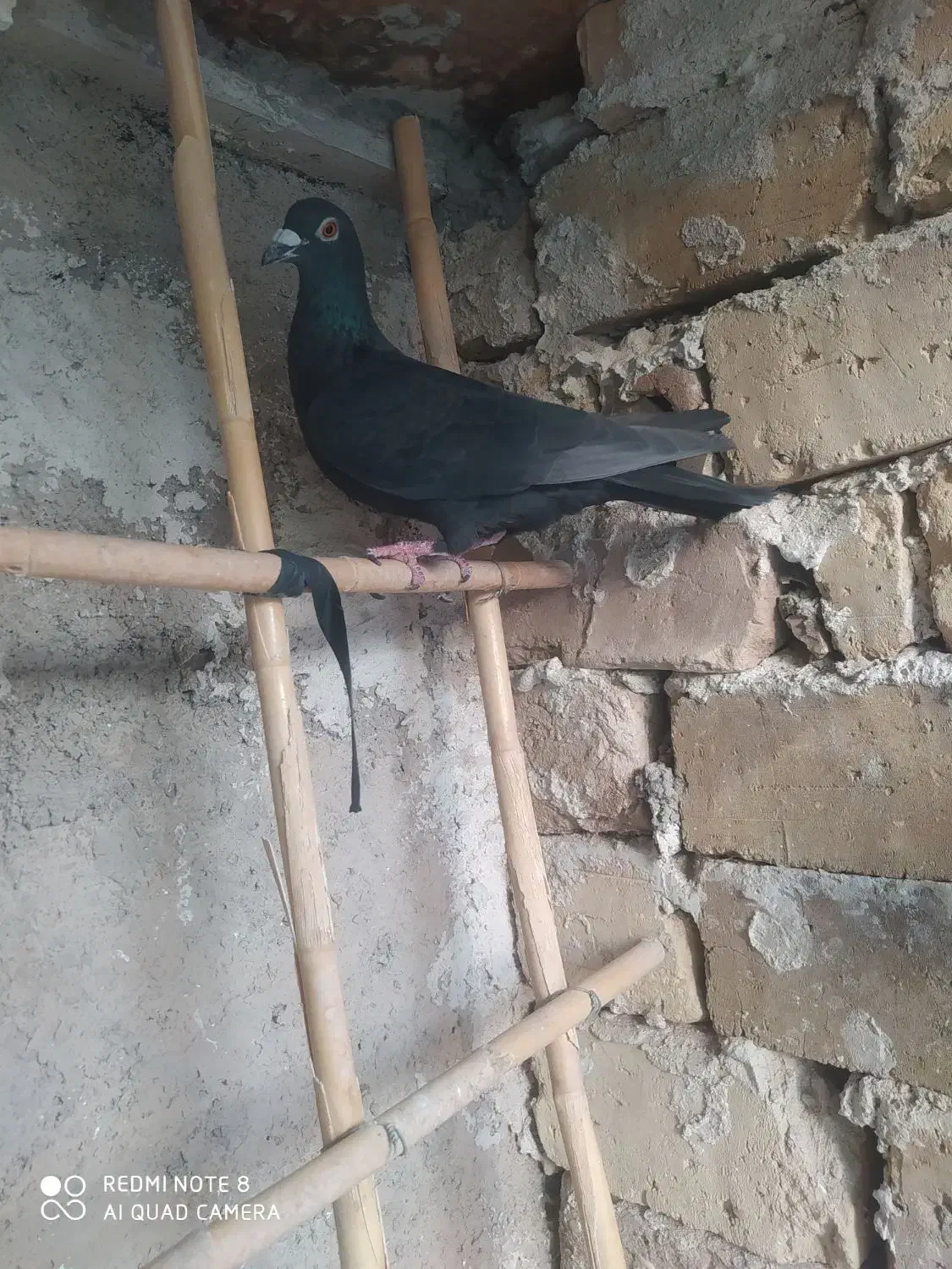 4 عدد کبوتر گرفتنی نر|پرنده|قزوین, |دیوار