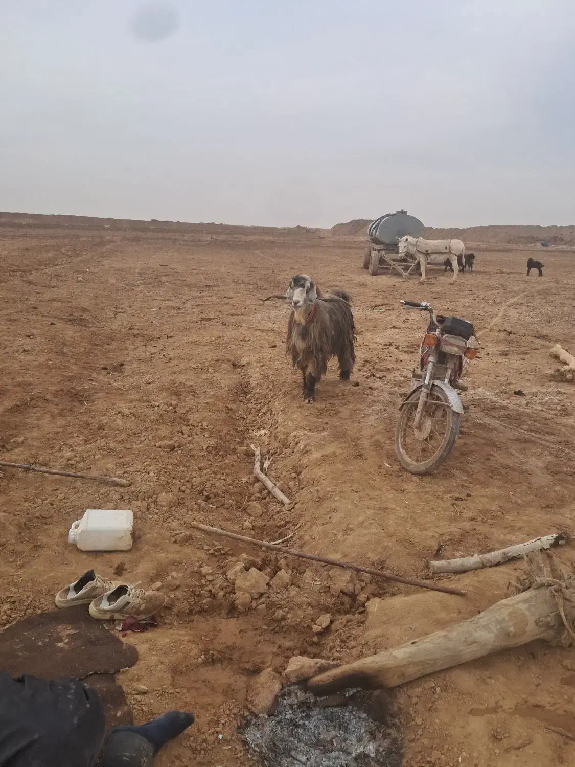 دوبور|حیوانات مزرعه|حبیب آباد, |دیوار