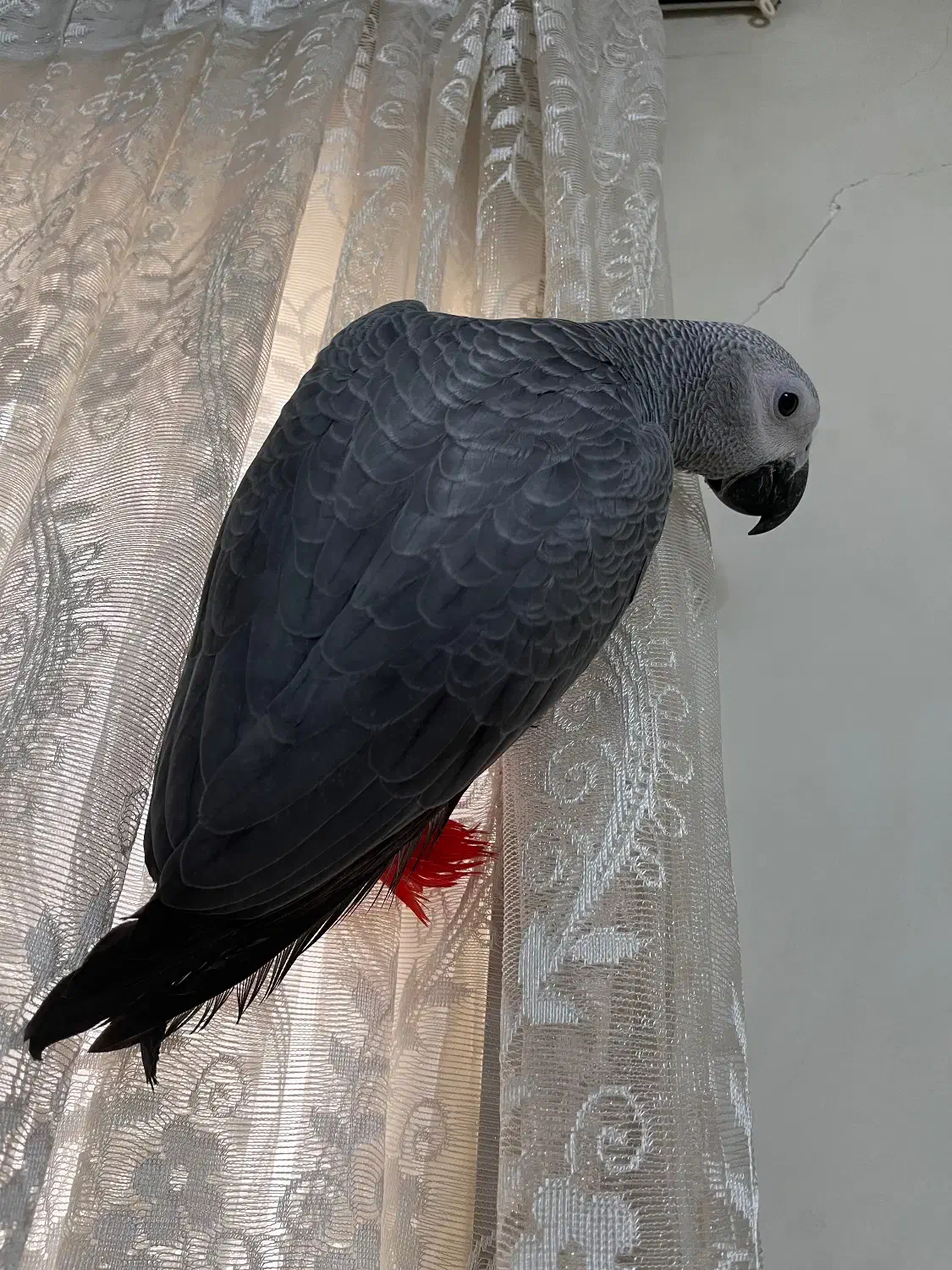 جوجه کاسکو دونخور|پرنده|شهریار, شهریار|دیوار