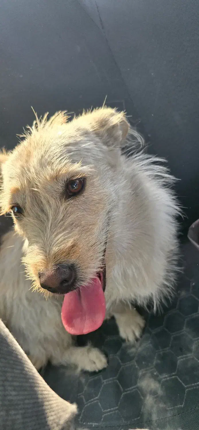 واگذاری سگ|سگ|شیراز, بریجستون|دیوار