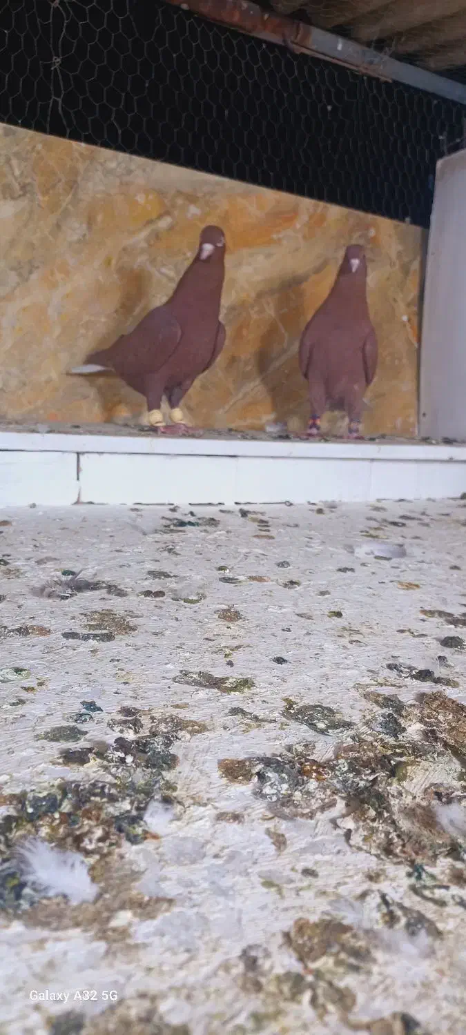 علی خلیلی|پرنده|مشهد, انصار|دیوار