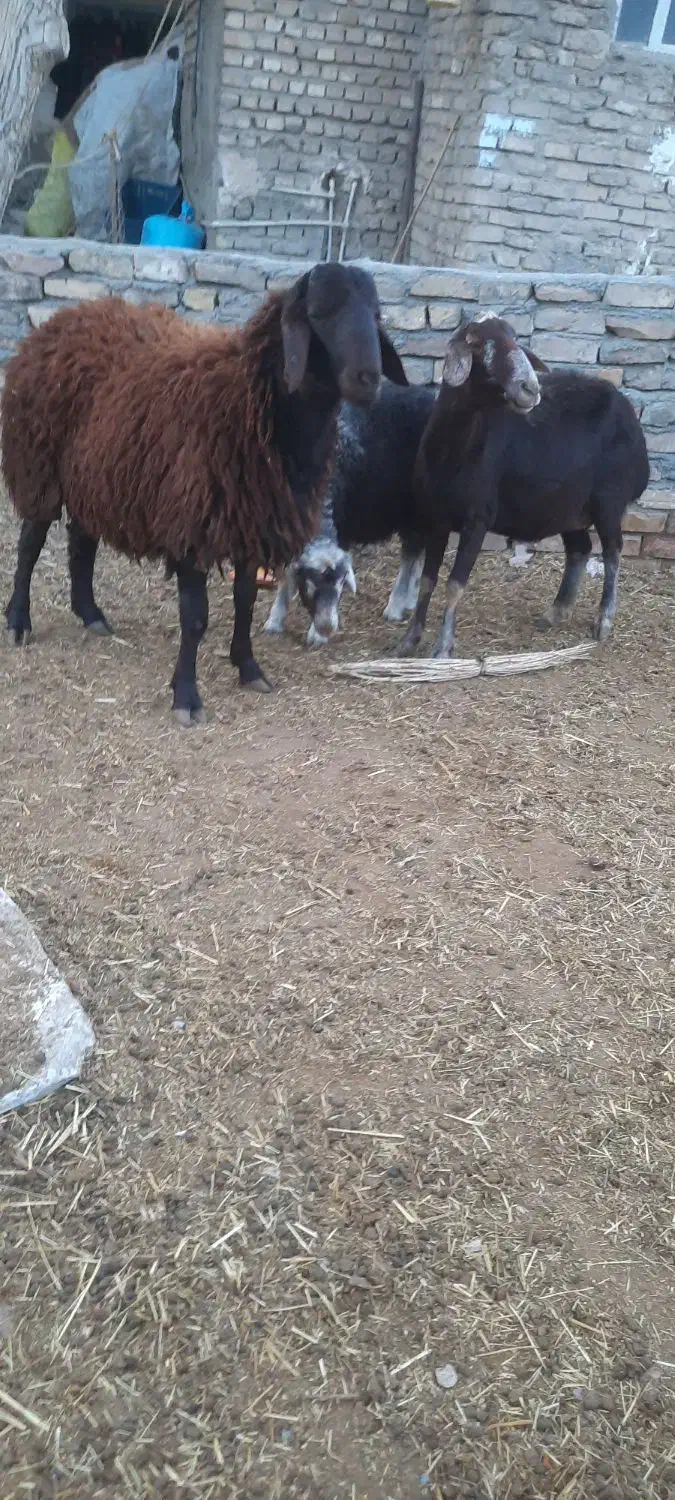 بره قوچ همو|حیوانات مزرعه|نیشابور, دهنو|دیوار