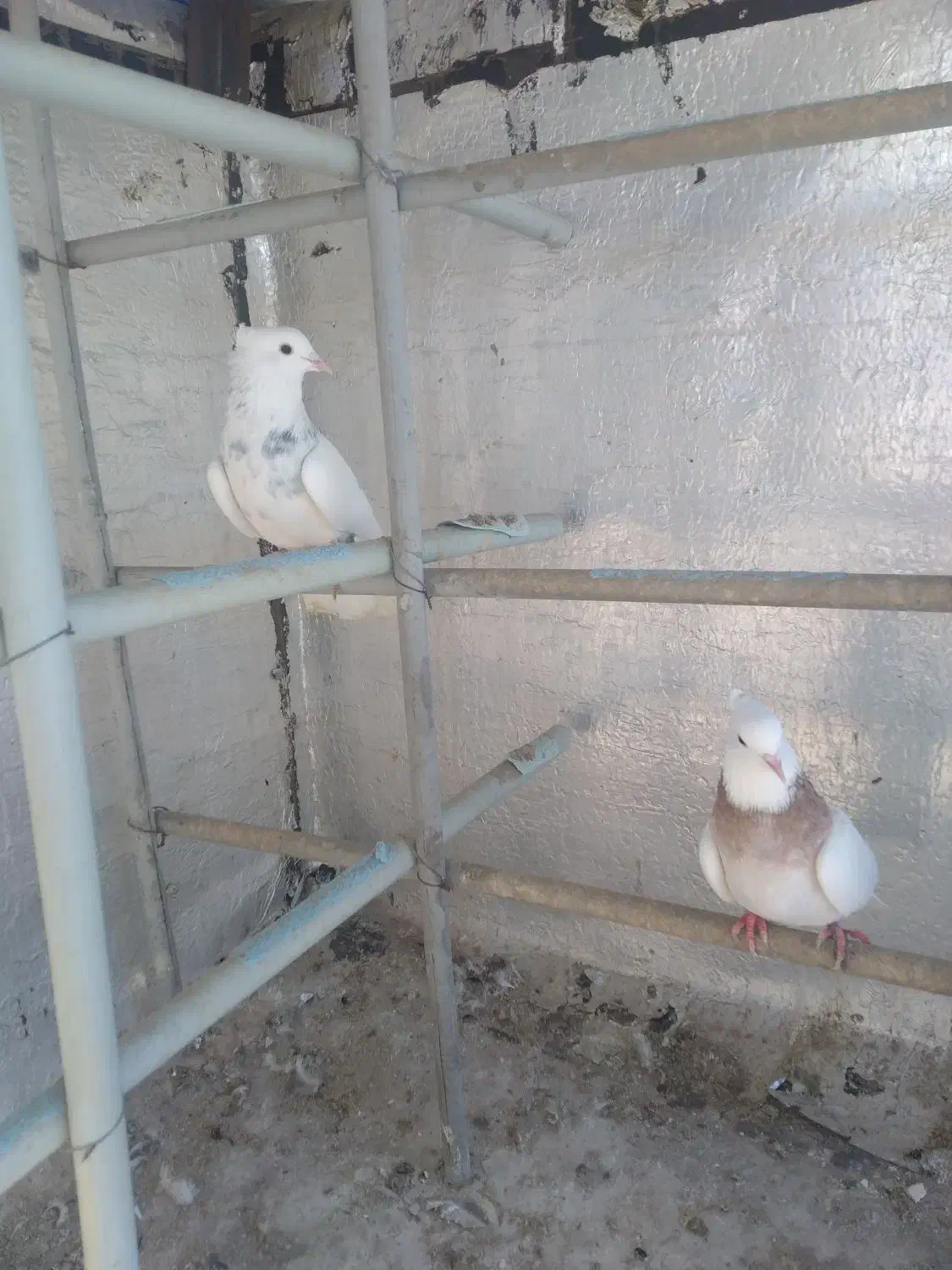 کبوتر|پرنده|پرند, فاز ۳|دیوار