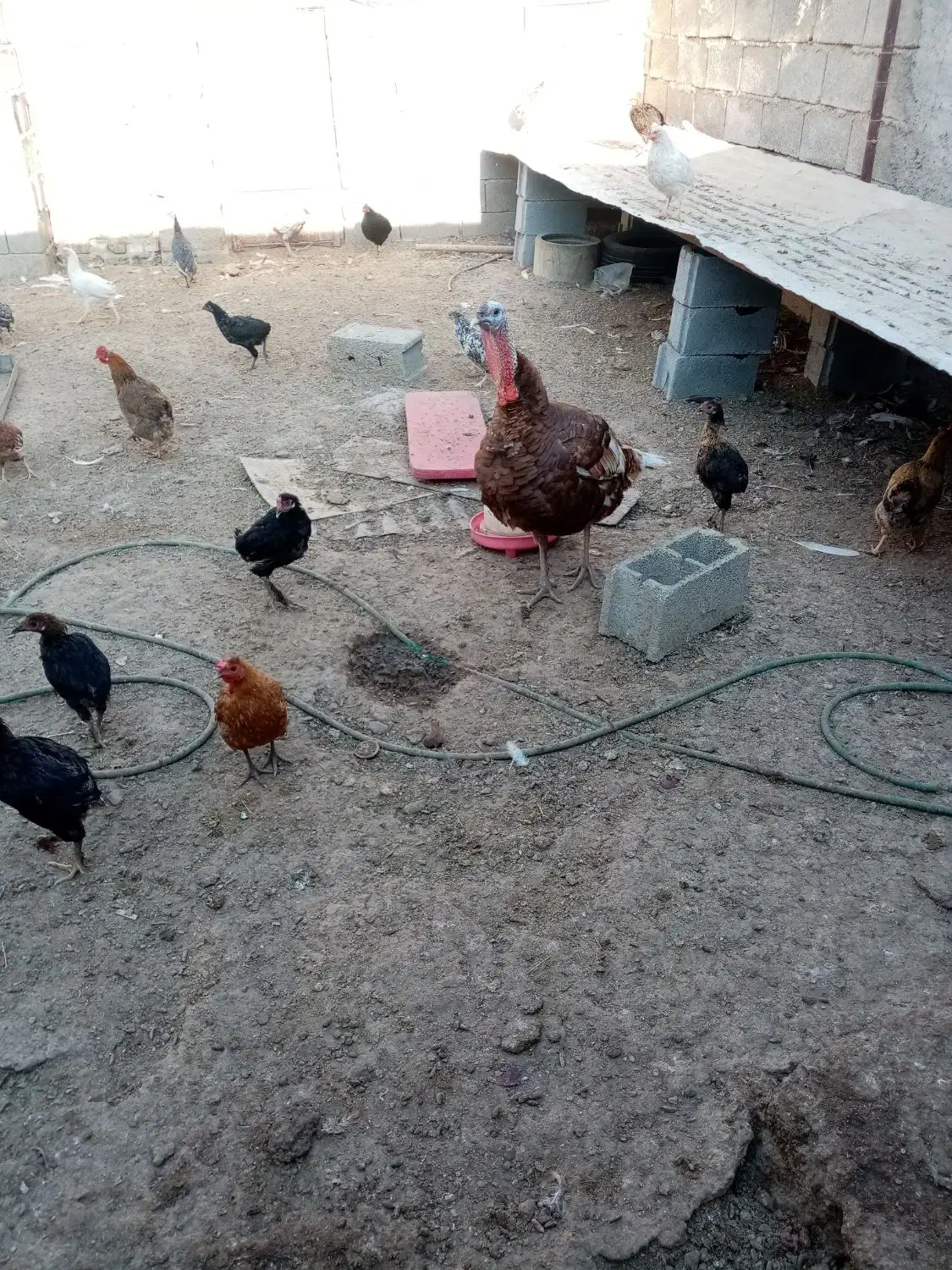 بوقلمون|حیوانات مزرعه|چمران, |دیوار