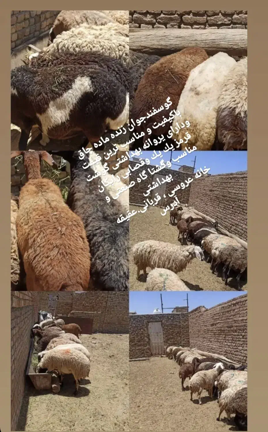گوسفند شیشک بره ماده و بزغاله 249|حیوانات مزرعه|اراک, |دیوار