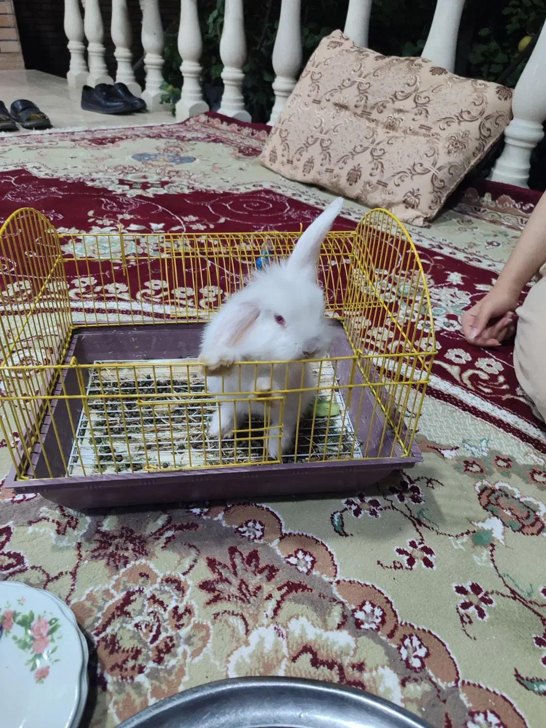 خرگوش|موش و خرگوش|اصفهان, میرعماد|دیوار