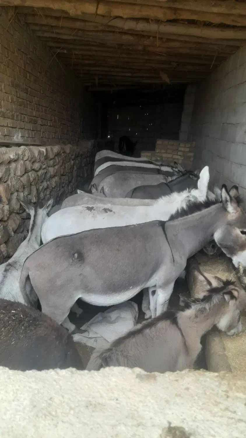 الاغ ۷عدد دوتا نر ۵تا ماده درشت و هیکلی|حیوانات مزرعه|همدان, |دیوار