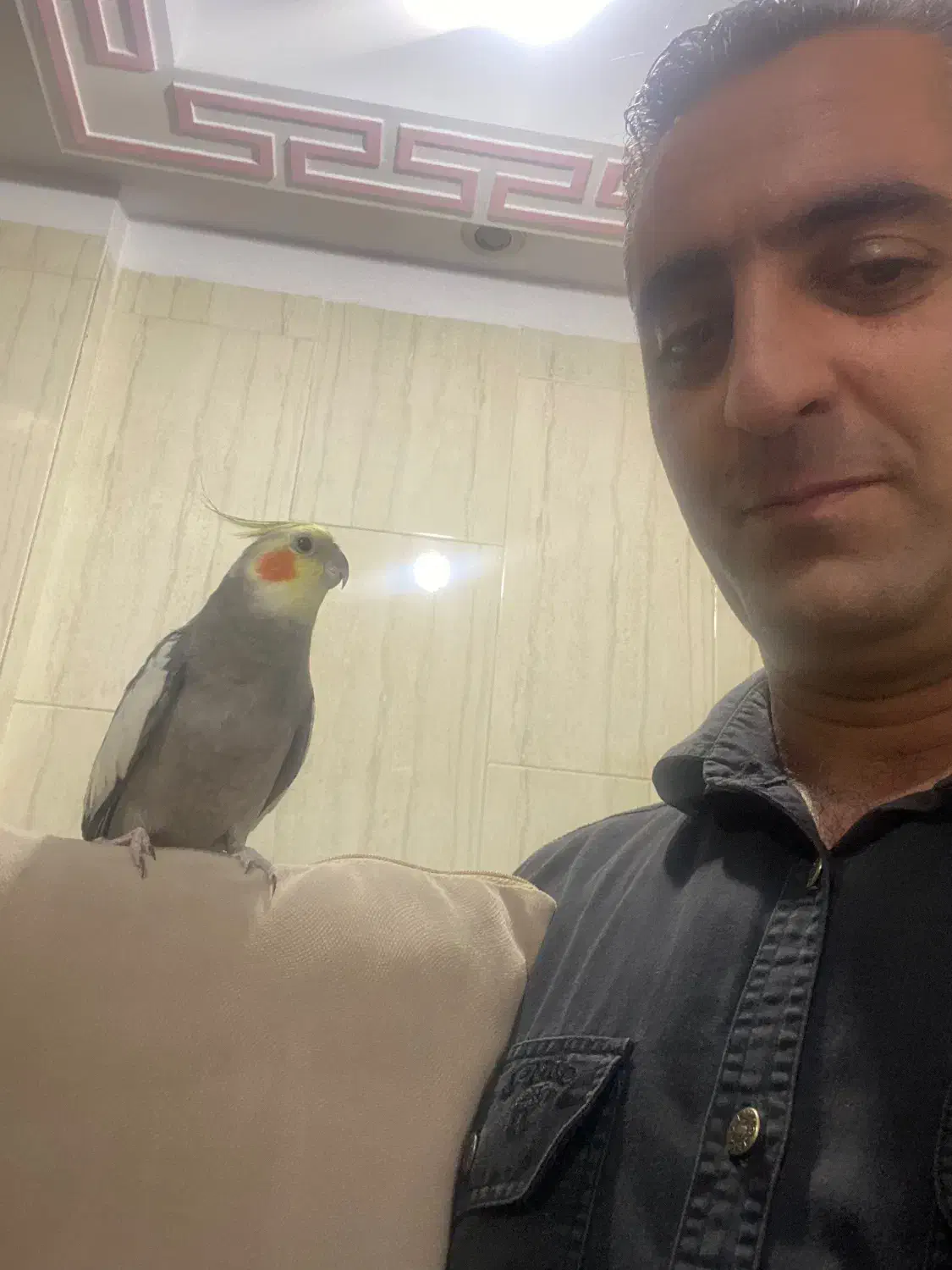 گم شده عروس هلندی|پرنده|تهران, مشیریه|دیوار