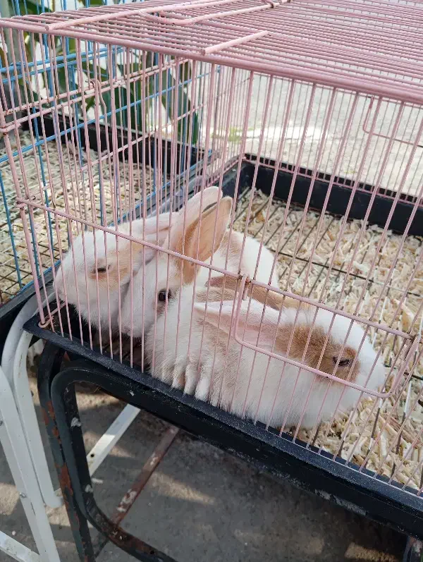 انواع خرگوش|موش و خرگوش|محمودآباد, |دیوار