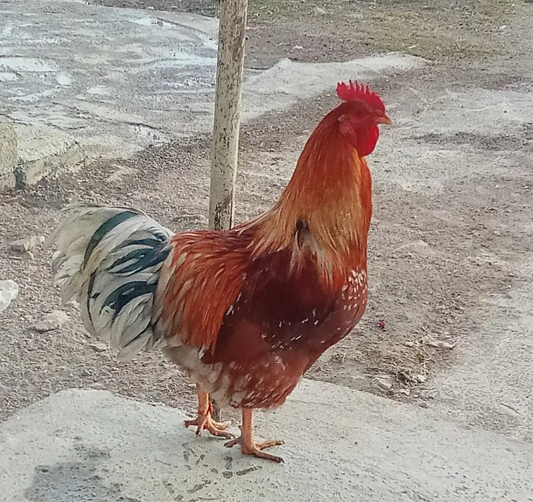 خروس محلی ۷ماهه|حیوانات مزرعه|سرعین, |دیوار