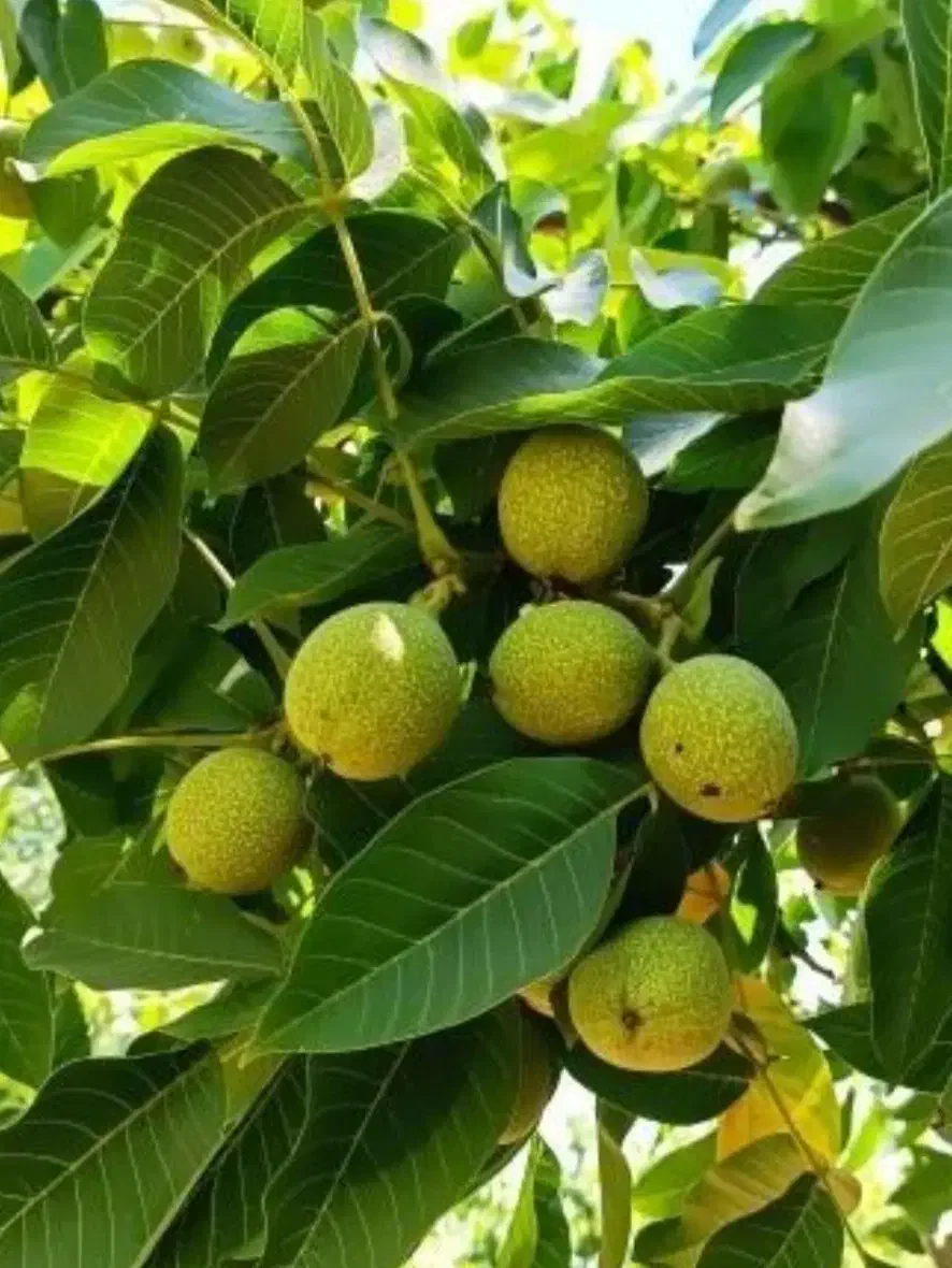 ریشه پرتقال تامسون|گل و گیاه طبیعی|ایلام, |دیوار