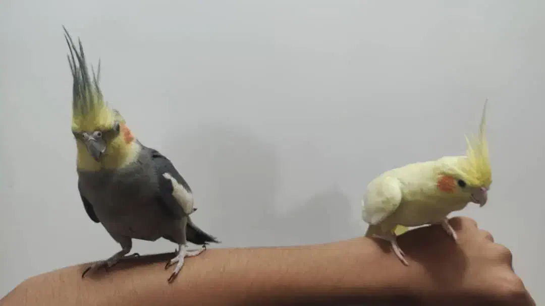 فروش عروس هلندی جفت ، دستیه دستی|پرنده|لامرد, |دیوار