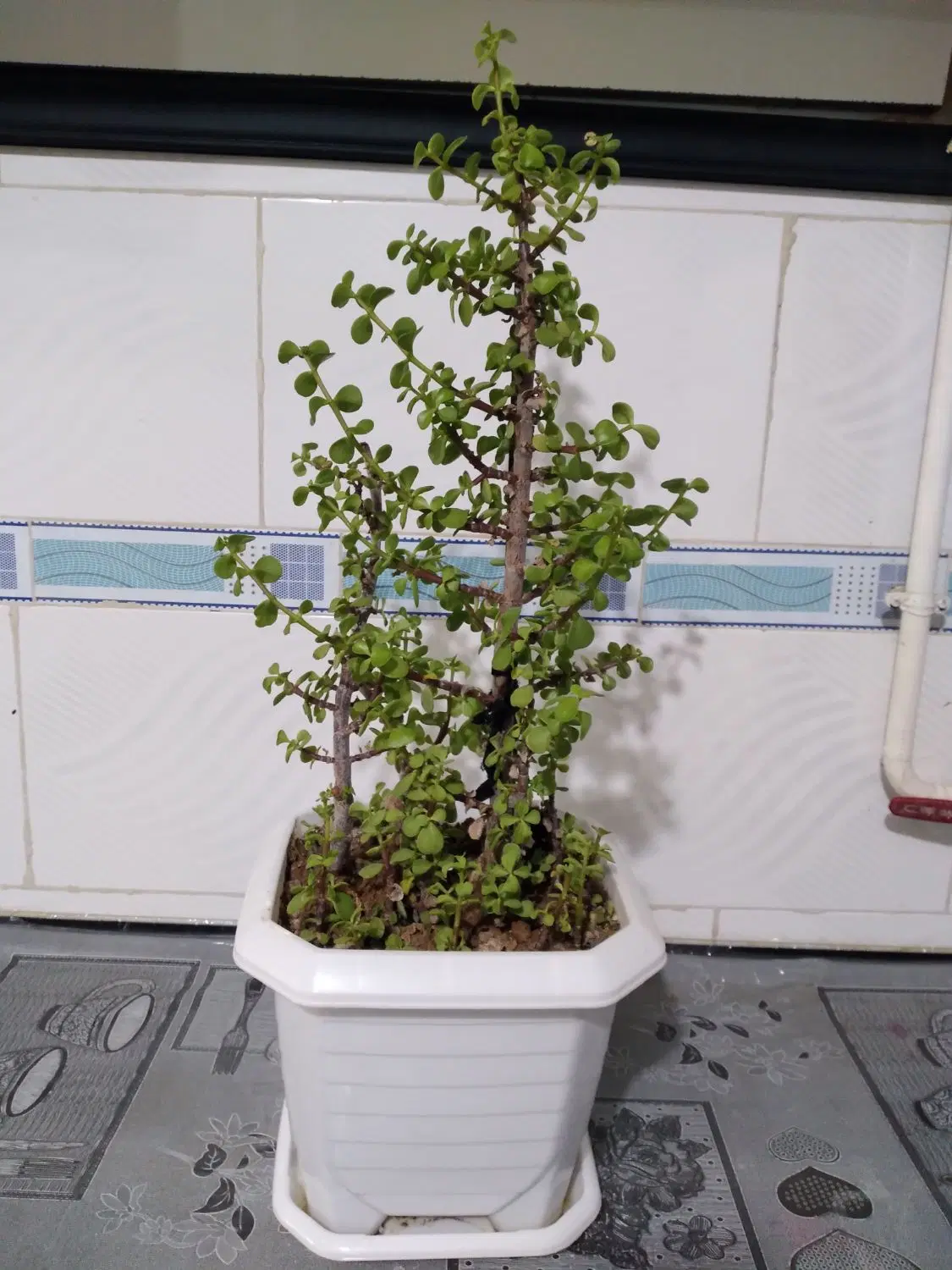 گل خرفه ای|گل و گیاه طبیعی|ملکشاهی, |دیوار