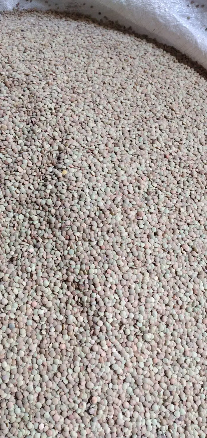 عدس|خوردنی و آشامیدنی|شباب, |دیوار