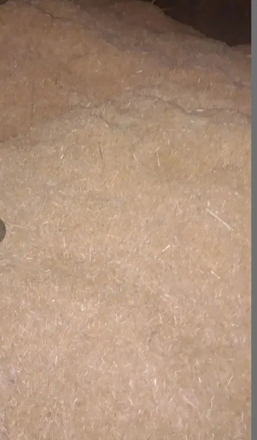 کاه گندم تناژ بالا آماده زیر قیمت|لوازم جانبی حیوانات|ترکمانچای, |دیوار