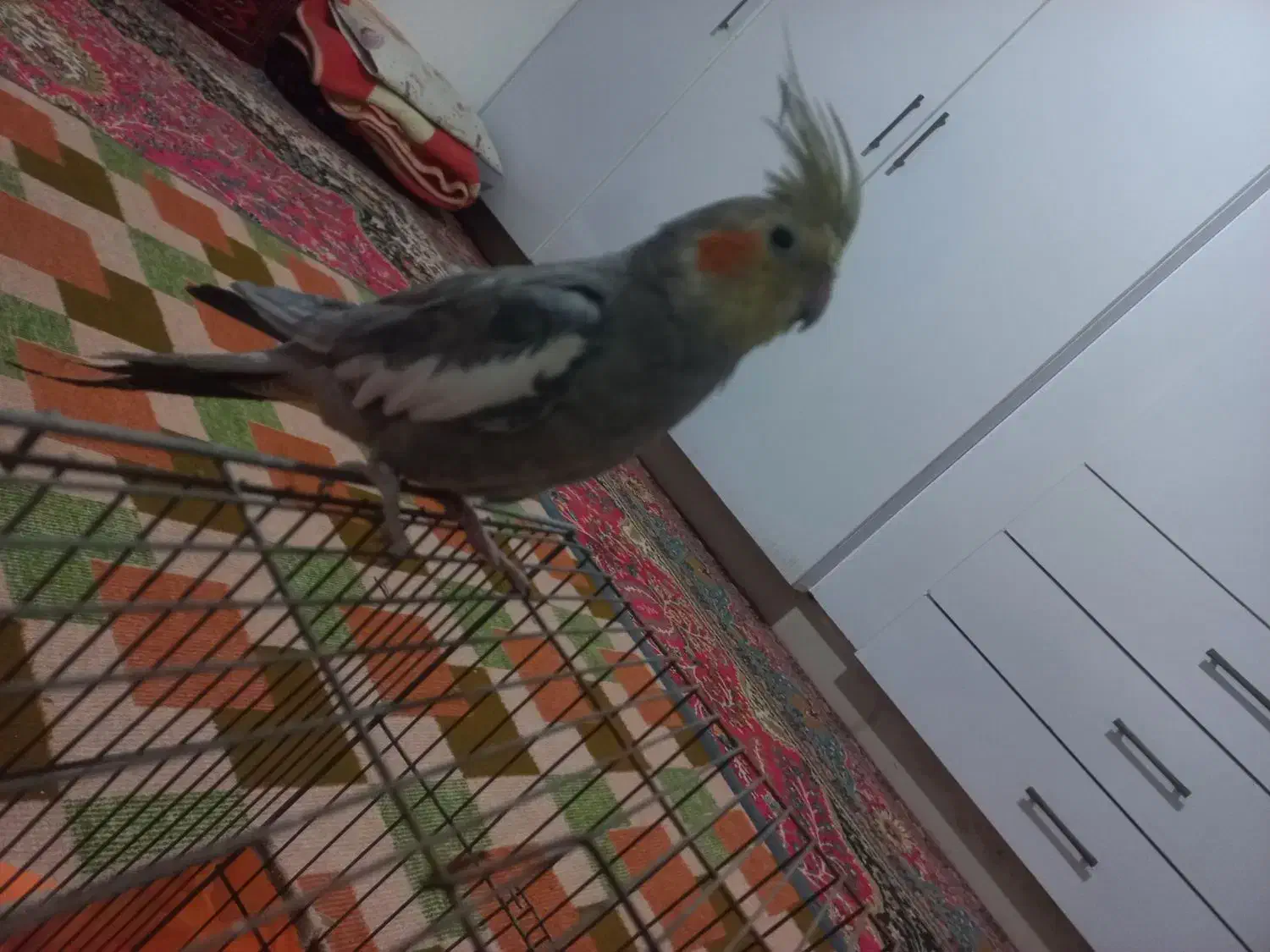 عروس هلندی|پرنده|بیرجند, |دیوار