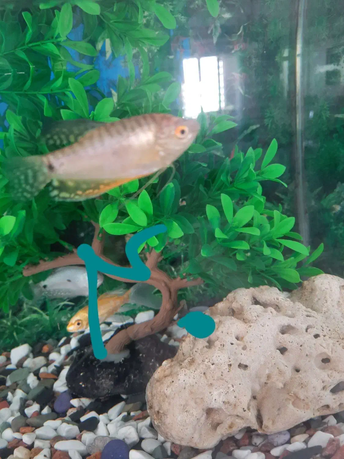 ماهی آکواریومی گیاه خوار ارزان ترازهمه جا|ماهی|فردیس, فردیس|دیوار