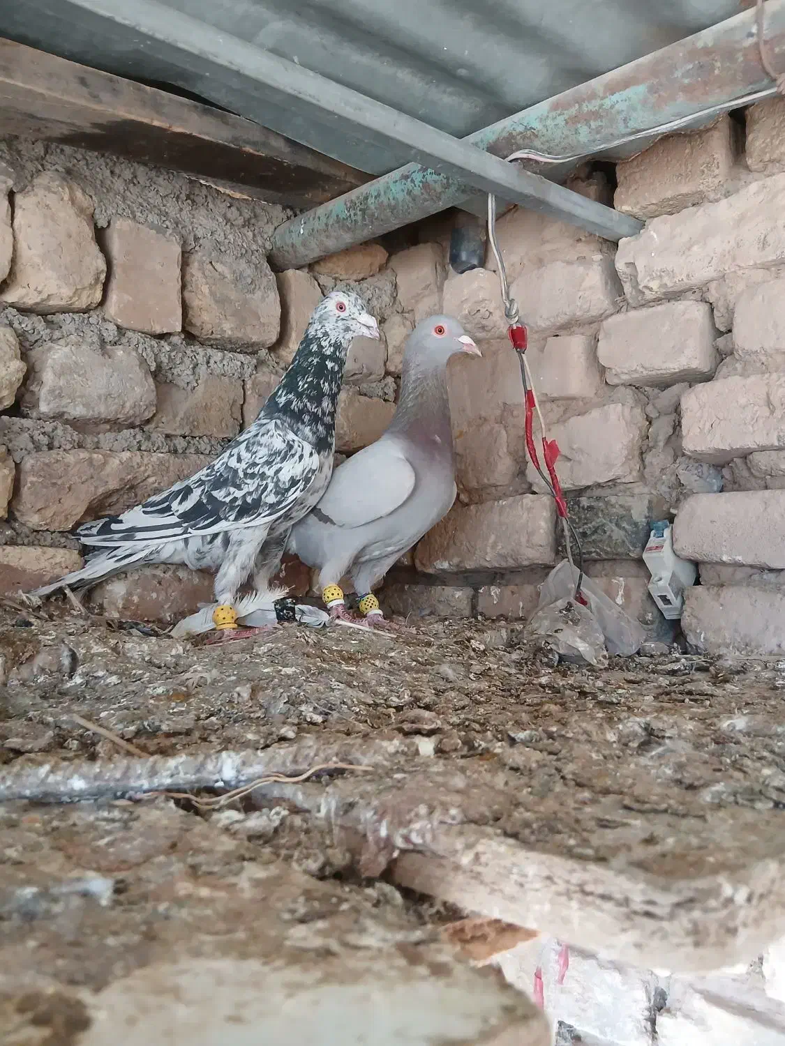 پرنده|پرنده|بوئین زهرا, |دیوار