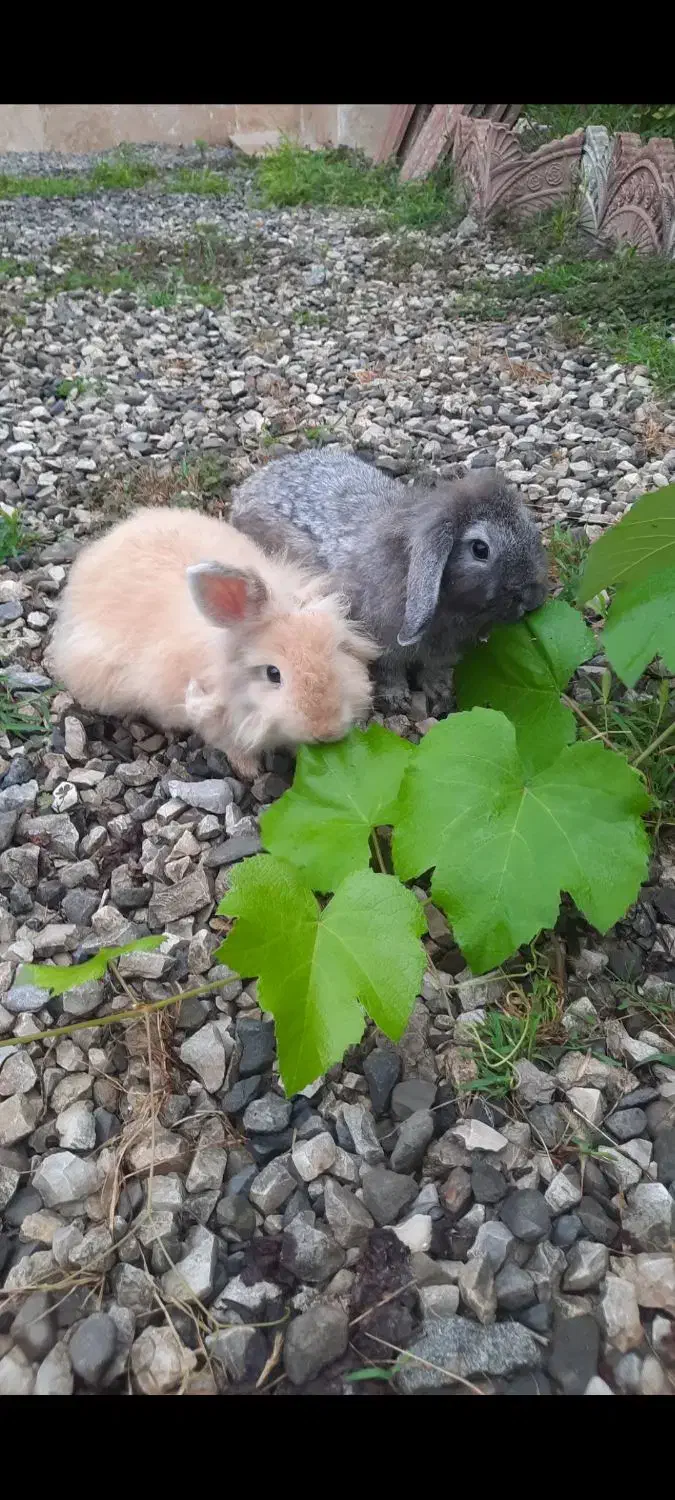 دوعدد خرگوش لپ زیبا|موش و خرگوش|گلوگاه بابل (گلیا), |دیوار