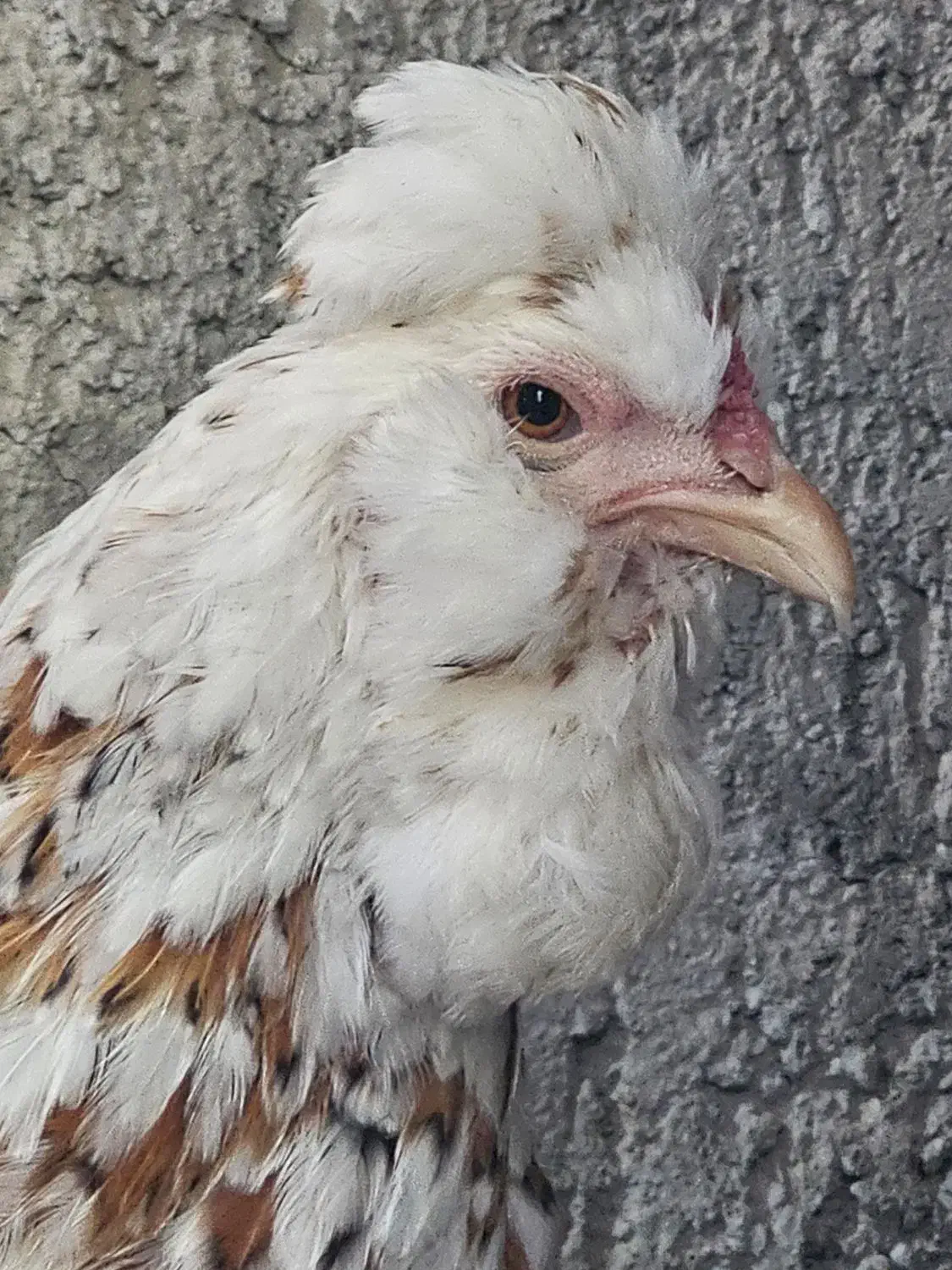 تخم نطفه دار گلین وگلین لری فول کیفیت|حیوانات مزرعه|قزوین, |دیوار