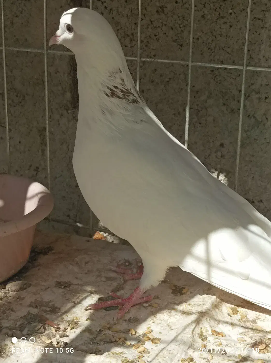 شازده و سفید شمرونی|پرنده|بندرعباس, |دیوار