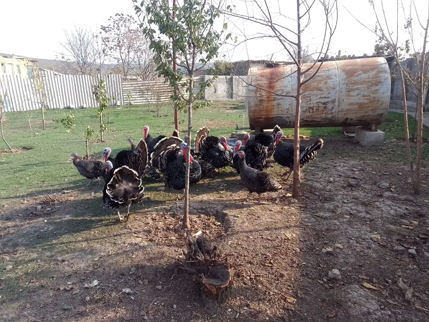 بوقلمون محلی|حیوانات مزرعه|گرمی, |دیوار