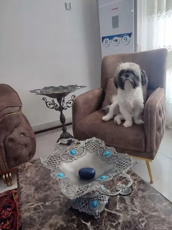 سگ شیتزو|سگ|بکتاش, |دیوار