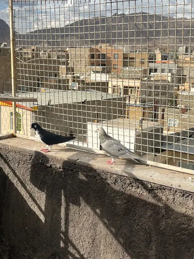 کبوتر|پرنده|قزوین, |دیوار