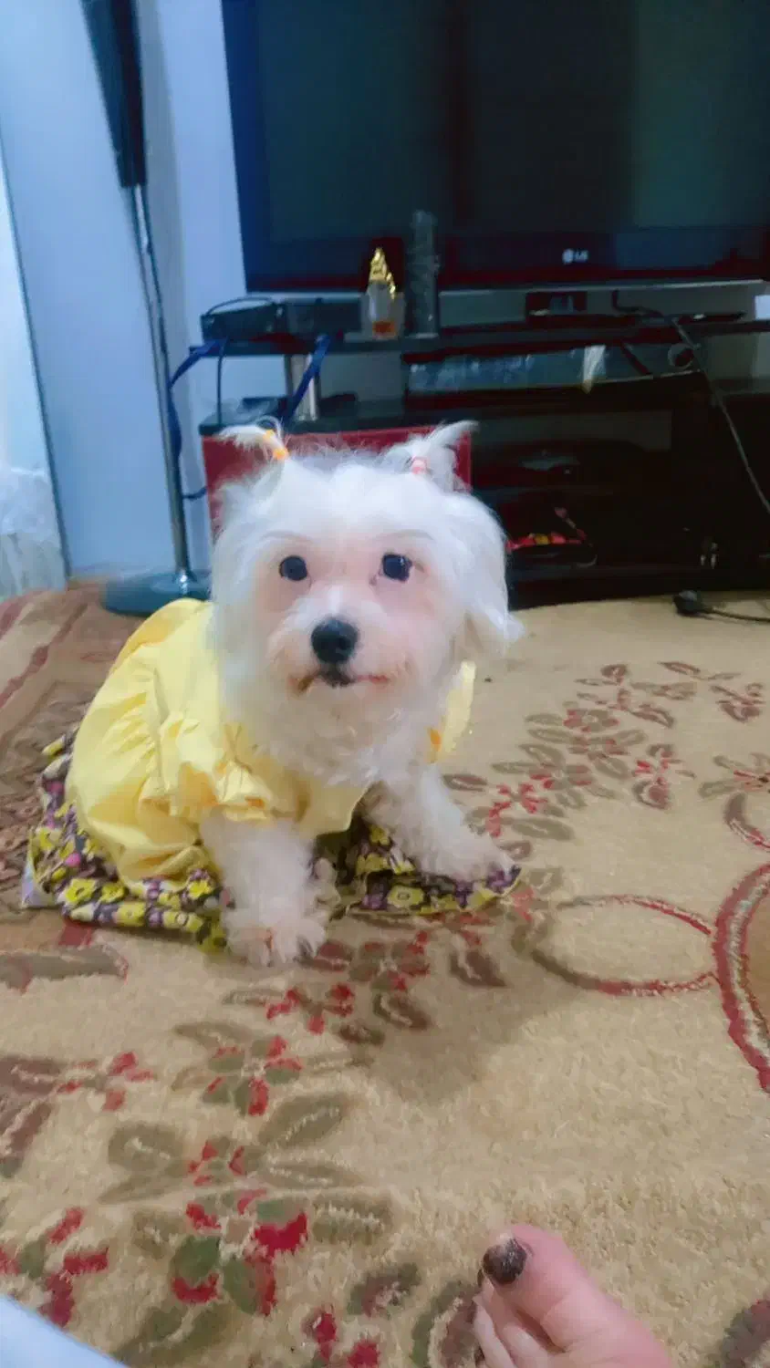 سگ پاکوتاه شیتزو ماده۱سالونیمه|سگ|خاوران, |دیوار