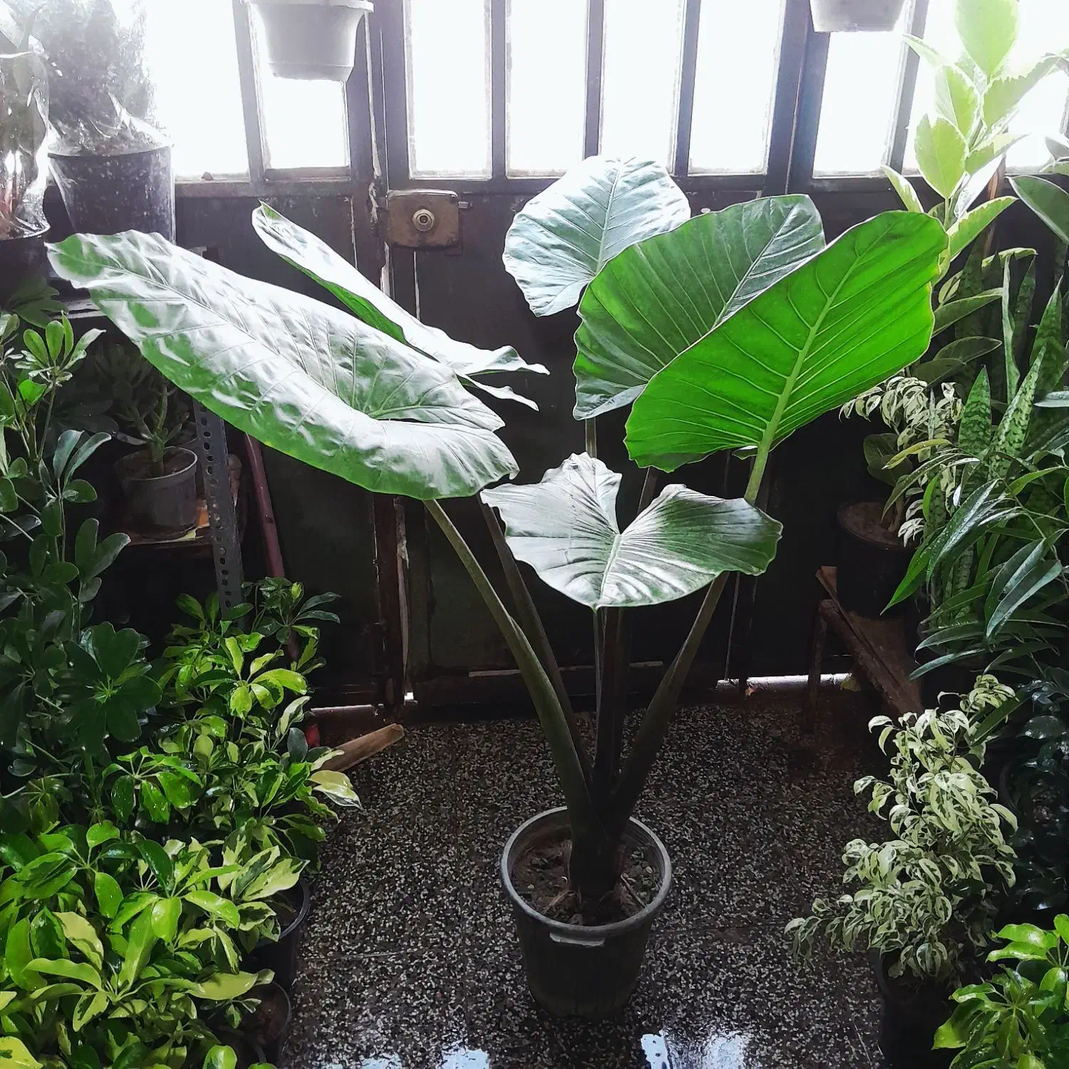 بابا آدم غول پیکر|گل و گیاه طبیعی|شیراز, شیخ روزبهان|دیوار