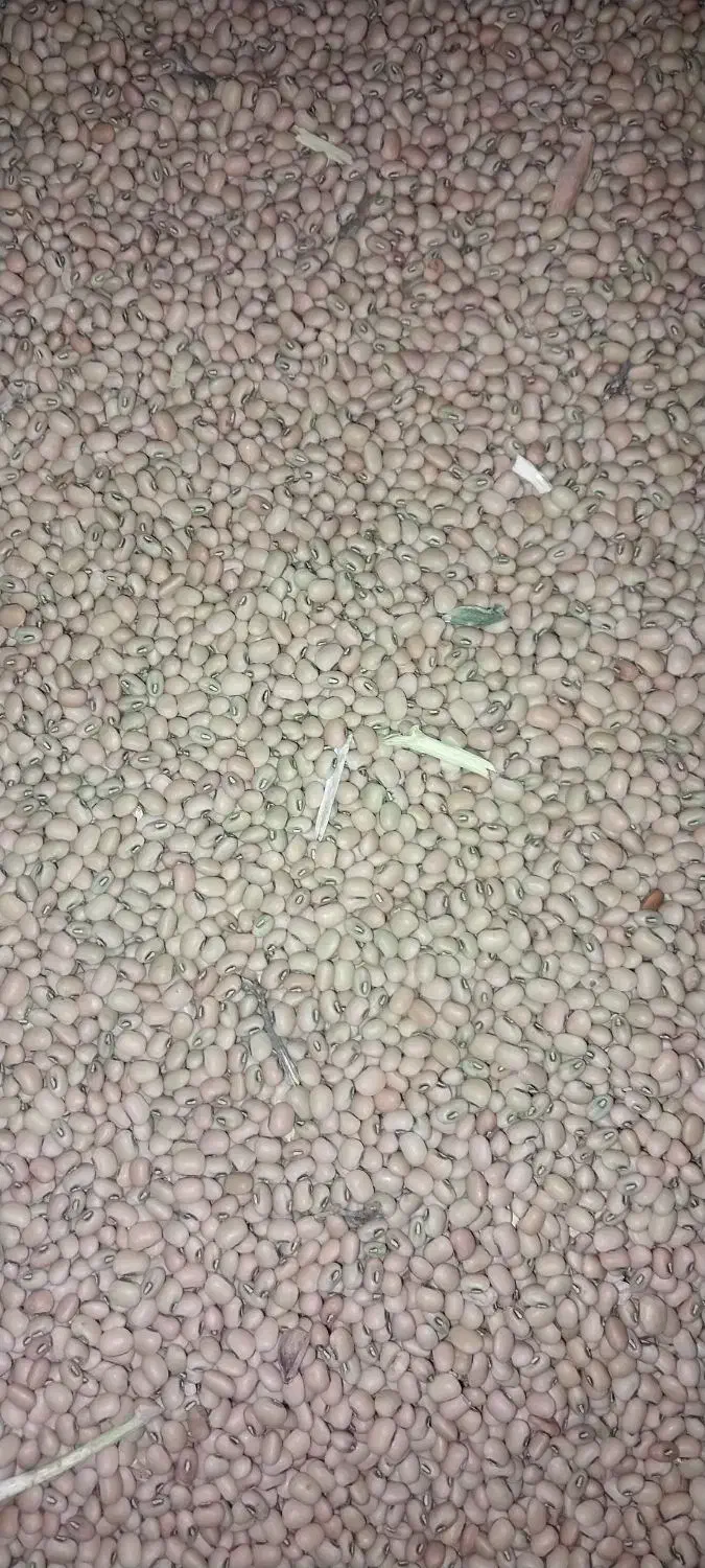 لوبیا قرمز|عمده‌فروشی|رودبار (کرمان), |دیوار