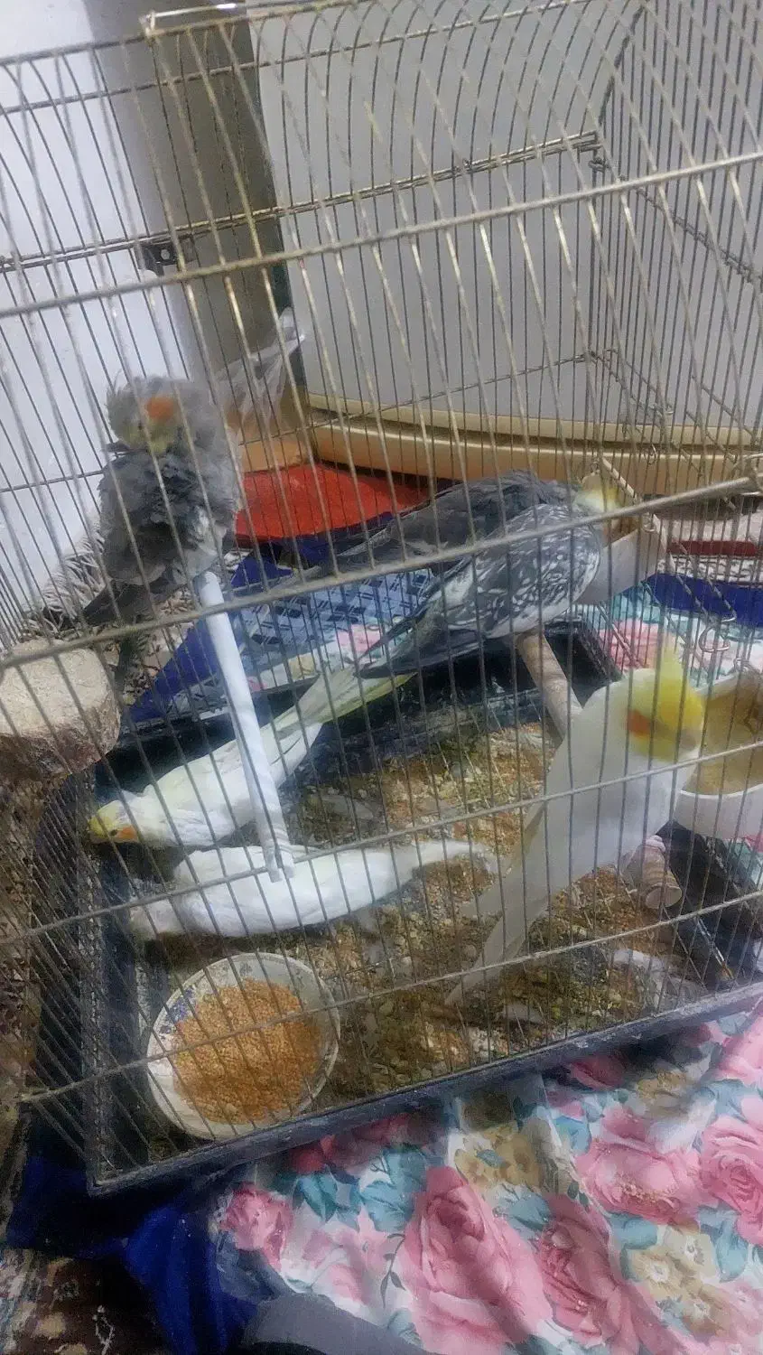 ی جفت عروس هلندی با۴تا جوجه|پرنده|میانه, |دیوار