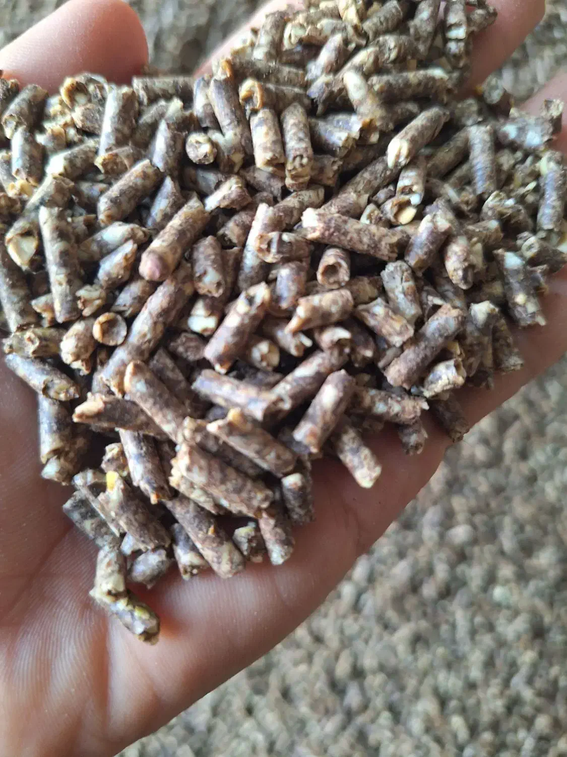 پلت‌های  خوشمزه&برای طیور شما|لوازم جانبی حیوانات|بانه, |دیوار