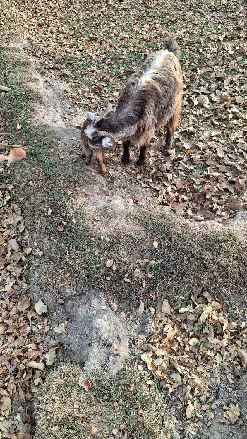 بز های خوب|حیوانات مزرعه|سردرود, |دیوار