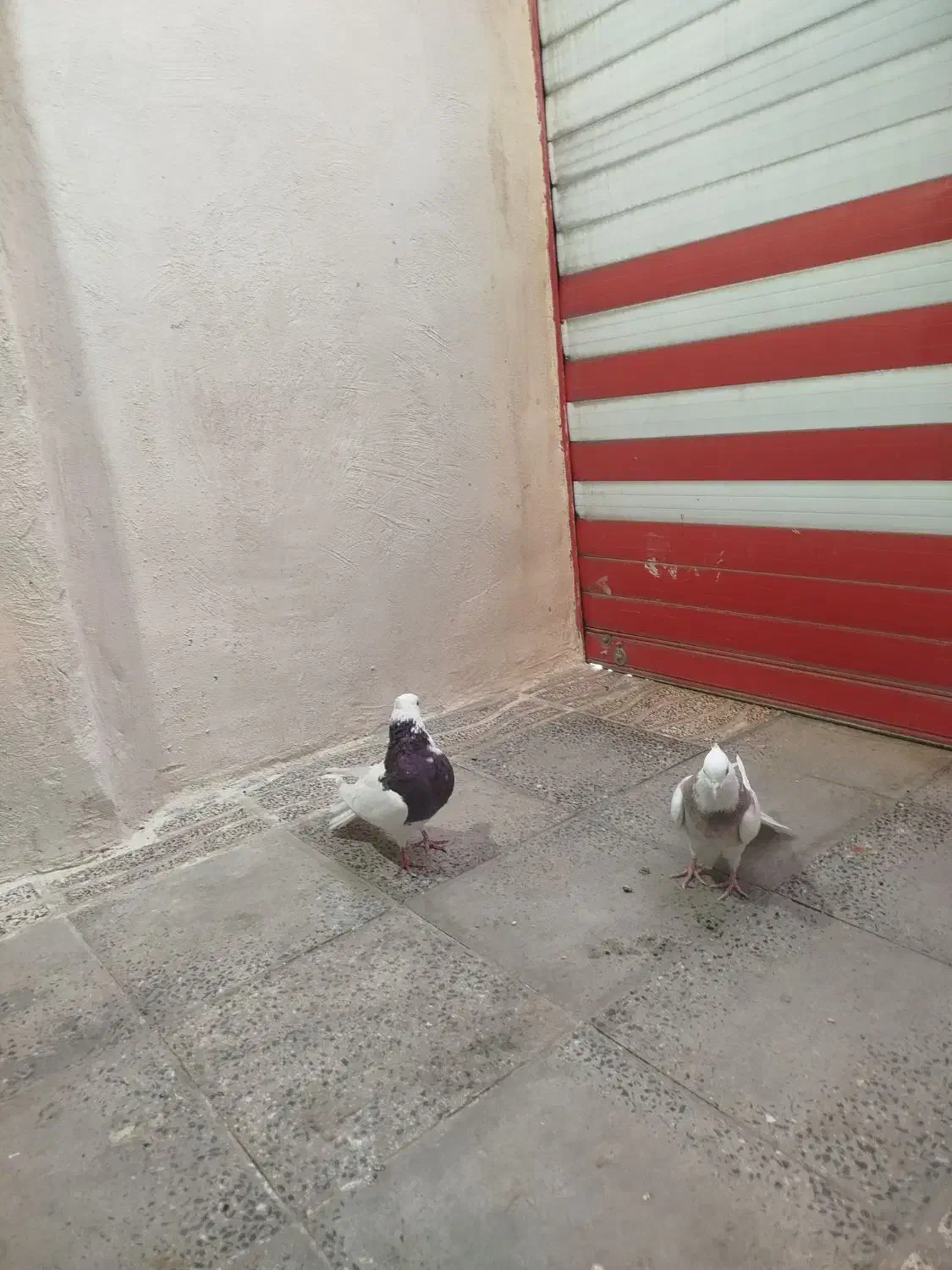 نرماده طوقی جوجه کن|پرنده|دورود, |دیوار